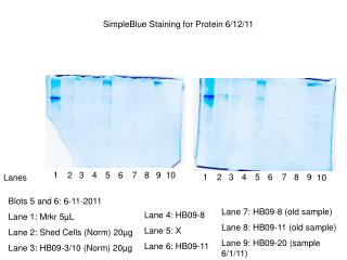 Blots 5 and 6: 6-11-2011 Lane 1: Mrkr 5 µ L Lane 2: Shed Cells (Norm) 20µg