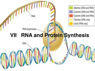  VII RNA and Protein Synthesis