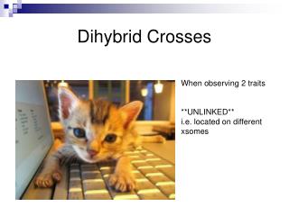 Dihybrid Crosses