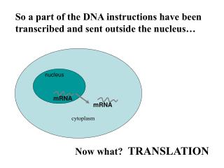 So a part of the DNA instructions have been transcribed and sent outside the nucleus…