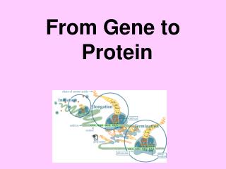 From Gene to Protein