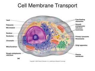 Cell Membrane Transport