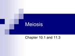 Meiosis