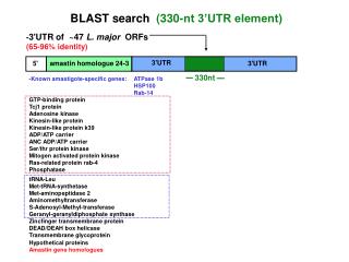 BLAST search (330-nt 3’UTR element)