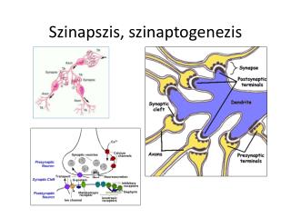 Szinapszis, szinaptogenezis