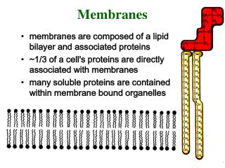 Membranes