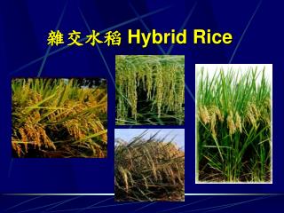 雜交水稻 Hybrid Rice