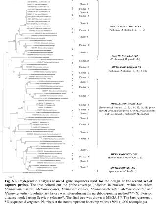 METHANOCELLALES (Probe mcrA M. paludicola )