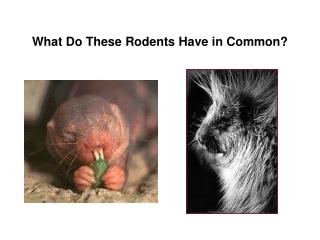 What Do These Rodents Have in Common?