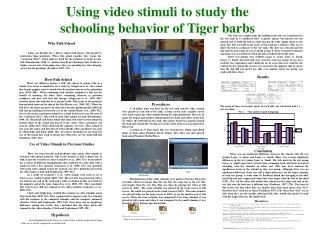 Using video stimuli to study the schooling behavior of Tiger barbs