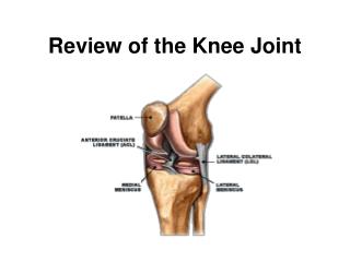 Review of the Knee Joint