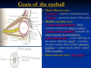 Coats of the eyeball