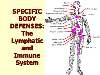 SPECIFIC BODY DEFENSES: The Lymphatic and Immune System