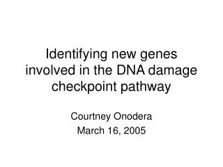 Identifying new genes involved in the DNA damage checkpoint pathway