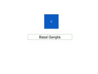 Basal Ganglia