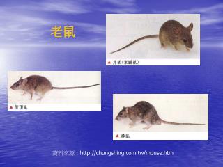 資料來源 : chungshing.tw/mouse.htm