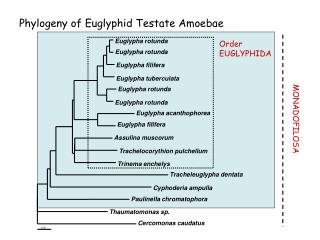 Phylogeny of Euglyphid Testate Amoebae