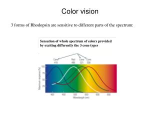 Color vision