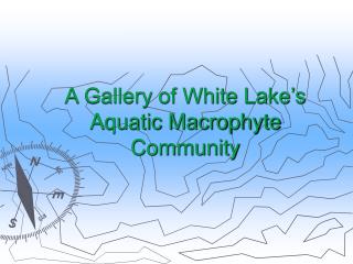 A Gallery of White Lake’s Aquatic Macrophyte Community