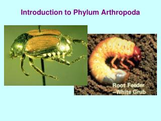 Introduction to Phylum Arthropoda