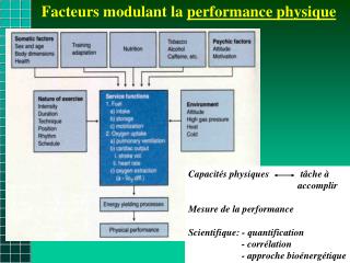 Facteurs modulant la performance physique