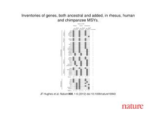 JF Hughes et al . Nature 000 , 1 - 6 (2012) doi:10.1038/nature10843