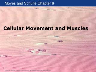 Cellular Movement and Muscles