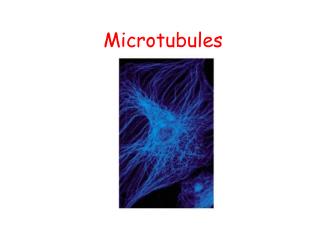 Microtubules