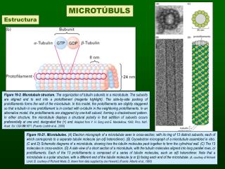 MICROTÚBULS