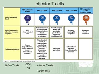 Naïve T cells