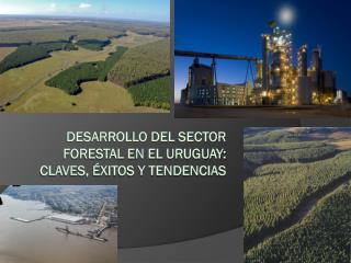 Desarrollo del sector forestal en el Uruguay: claves, éxitos y tendencias