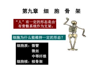 第九章 细 胞 骨 架