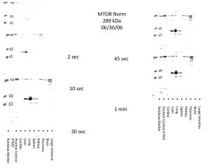 MTOR Norm 289 kDa 06/30/06