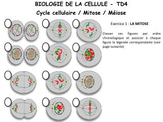 Exercice 1 : La mitose