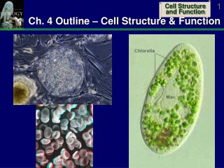 Ch. 4 Outline – Cell Structure &amp; Function