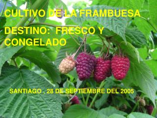 CULTIVO DE LA FRAMBUESA DESTINO: FRESCO Y CONGELADO