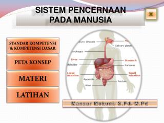 SISTEM PENCERNAAN PADA MANUSIA