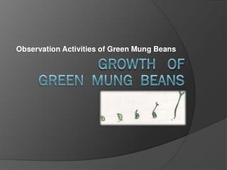 Growth of green mung beans