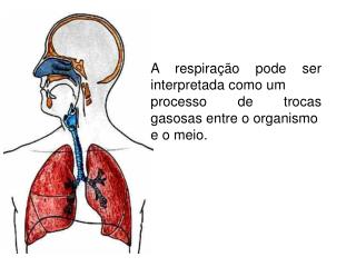 A respiração pode ser interpretada como um processo de trocas gasosas entre o organismo e o meio.