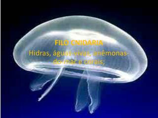 FILO CNIDARIA Hidras, águas-vivas, anêmonas-do-mar e corais;