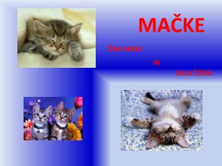 MAČKE