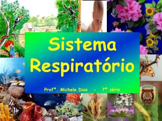 Sistema Respiratório Profª. Michele Dias - 7ª série