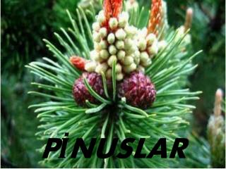 PİNUSLAR