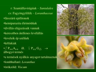 r: Szantálfavirágúak – Santalales cs: Fagyöngyfélék – Loranthaceae fásszárú epifitonok