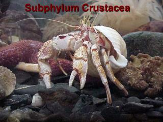 Subphylum Crustacea