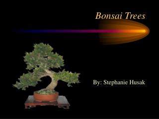 Bonsai Trees