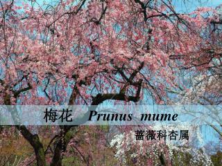 梅花 Prunus mume