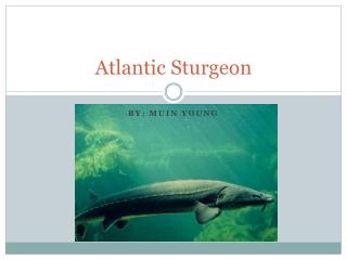 Atlantic Sturgeon