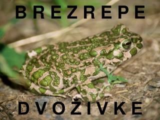 B R E Z R E P E D V O Ž I V K E