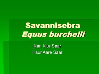 Savannisebra Equus burchelli